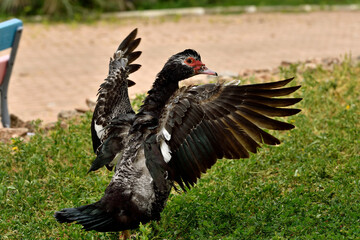 pato criollo  (Cairina moschata) sobre el césped verde con las alas abiertas