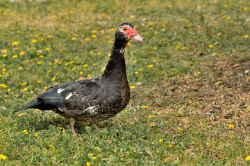 pato criollo  (Cairina moschata) sobre el césped verde