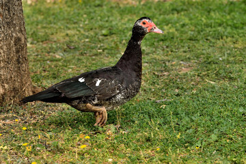 pato criollo  (Cairina moschata) sobre el césped verde