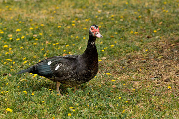 pato criollo  (Cairina moschata) sobre el césped verde