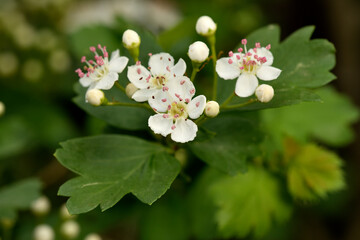 espino albar (crataegus laevigasta) espino blanco o majuelo 