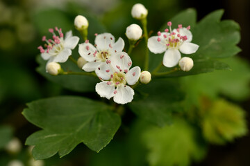 espino albar (crataegus laevigasta) espino blanco o majuelo 