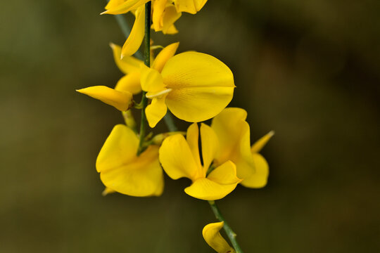 gayomba (spartium junceum) retama de olor o ginesta