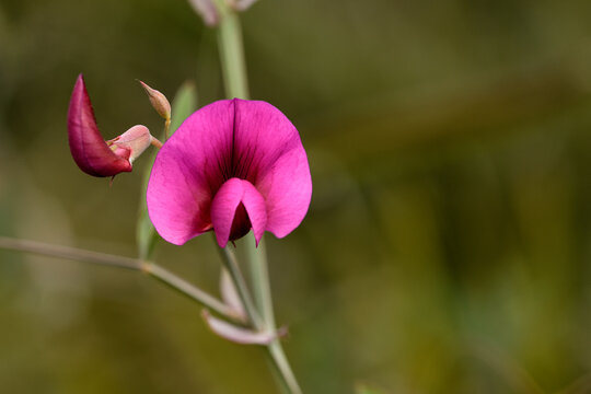 almorta tangerina ( lathirus tingutanus) chicharro de flor