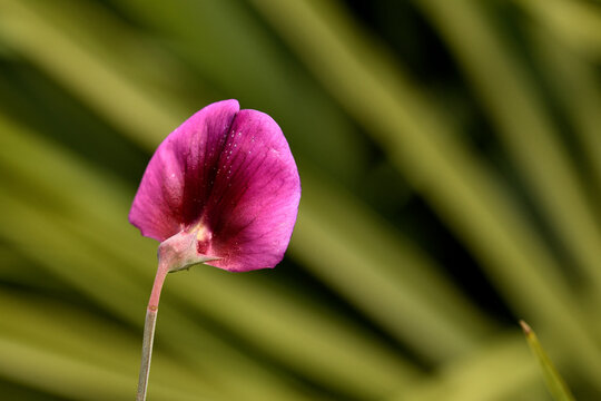 almorta tangerina ( lathirus tingutanus) chicharro de flor