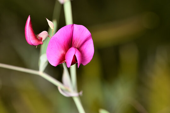 almorta tangerina ( lathirus tingutanus) chicharro de flor