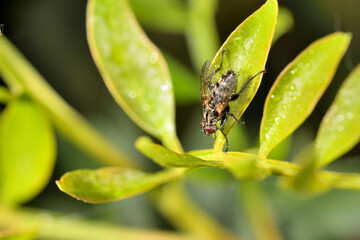 mosca doméstica o común (Musca domestica) con gotas del rocío sobre una hoja verde