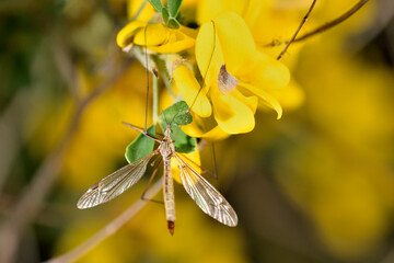 zancudo tigre oxidado o zancudo gigante o mosca grulla tigre (nephrotoma ferruginea)  