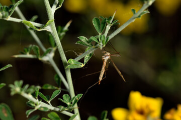 zancudo tigre oxidado o zancudo gigante o mosca grulla tigre (nephrotoma ferruginea)  