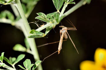 zancudo tigre oxidado o zancudo gigante o mosca grulla tigre (nephrotoma ferruginea)  