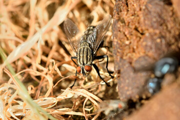 mosca de las flores (anthomyiidae)
