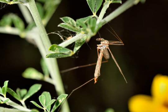 zancudo tigre oxidado o zancudo gigante o mosca grulla tigre (nephrotoma ferruginea)  