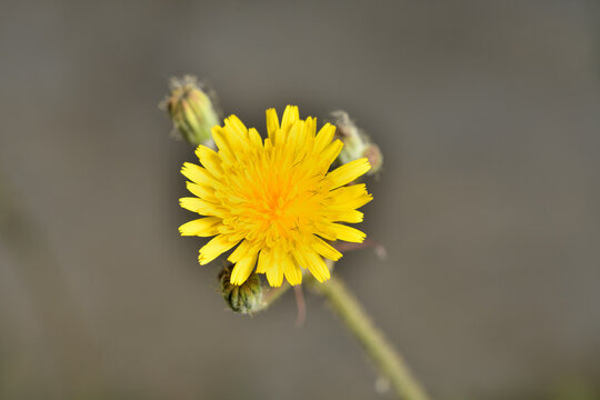 almir&oacute;n, cerraja de cardo, chicoria loquilla, falsa achicoria  