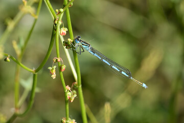 caballito de alas azules (erythromma lindenii) en un arbusto