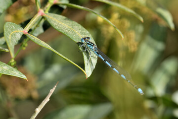 caballito de alas azules (erythromma lindenii) en un arbusto