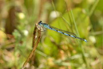 caballito de alas azules (erythromma lindenii) en un arbusto