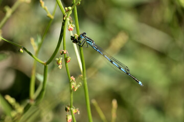 caballito de alas azules (erythromma lindenii) en un arbusto