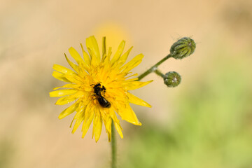 abeja en una flor de cerraja de cardo recolectando polen  
