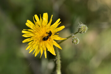 abeja en una flor de cerraja de cardo recolectando polen  