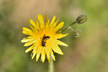 abeja en una flor de cerraja de cardo recolectando polen  