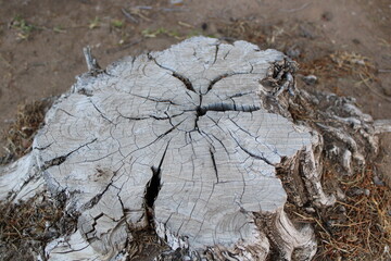 dead tree stump