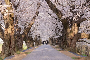 背割り堤の桜並木