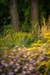 Trees and perennials in different colors