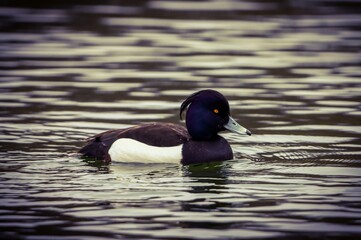 tufted duck in a closeup 