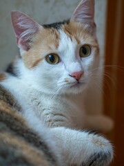 Portrait of a fluffy tricolor cat laying on the floor