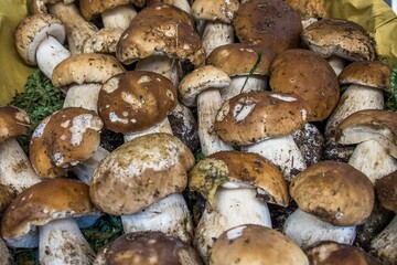Closeup shot of penny buns growing in the garden