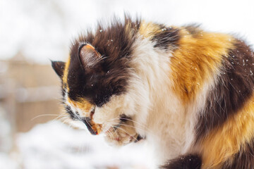 Fluffy cat licking fur in winter snow