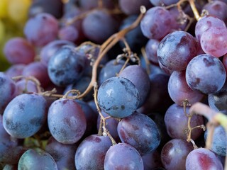 Close-up shot of fresh organic blue grapes, wine concept