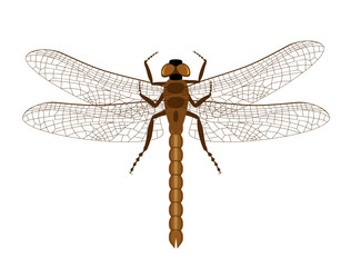 Dragonfly with delicate wings. Top view of blue dragonfly with transparent wings, illustration isolated on white background. Decorative element for embroidery, patches, stickers. Flat colorful vector