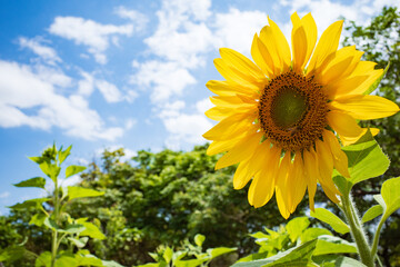 沖縄で鮮やかに咲く黄色いひまわりの花