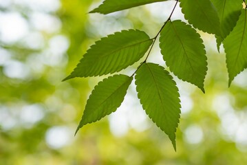 Closeup of beautiful green leaves on a branch