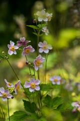 Vertical shot of Anemonoides sylvestris flowers growing in a garden