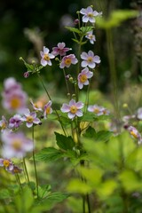 Vertical shot of anemones flowering plant in the garden.