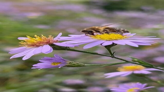 Closeup of a honey bee on New York asters.