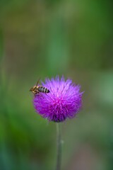 Selective focus of a bee pollinating a thistle growing in a garden