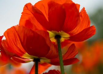 Closeup of red poppy flowers growing in a garden
