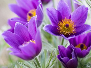 Closeup of Pulsatilla grandis flowers growing in a garden
