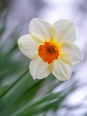 Vertical shot of a daffodil growing in a field under the sunlight