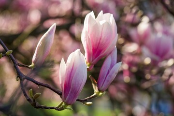 Closeup of magnolias growing on tree branches under the sunlight