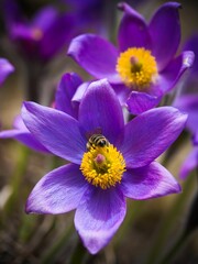 Vertical shot of vibrant pulsatillas flowers growing in a field under the sunlight