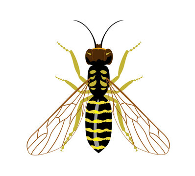 Wasp isolated image on a white background, insect, stings, wasp sting. Vector illustration yellow wasp on white background.