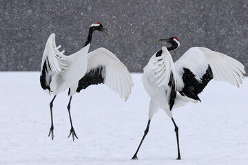 雪の中踊るタンチョウのつがい