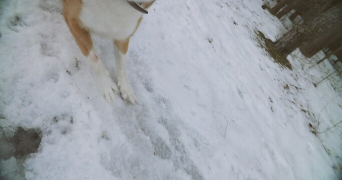 Angry Aggressive Mad Dog Running Outdoors In Snowy Forest On Camera. Concept Of Mad Dog Attack. Fury Dog Attacking. Rabid Dog Assault. slow motion, slowmo, slowmotion, slow