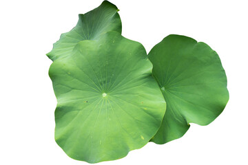 Fresh of green lotus leaf isolated on white background with clipping paths.