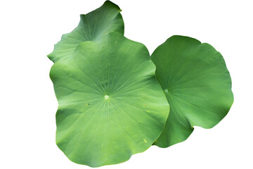 Fresh of green lotus leaf isolated on white background with clipping paths.