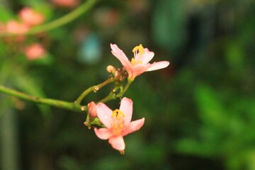 Closeup shot of a light pink peregrina flower